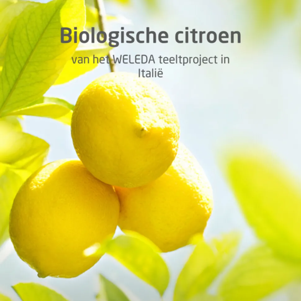 WELEDA 24h Roll-On Deodorant Citrus 50 ml