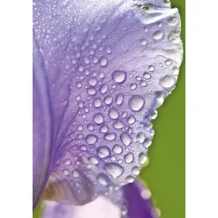 WELEDA Hydraterende Dagcreme Iris 30 ml