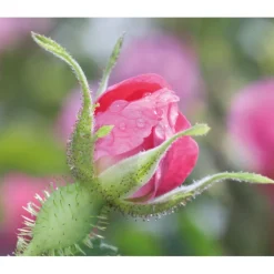 WELEDA Wilde Rozen & Witte Thee Vitaliserende Nachtcrème 40 ml