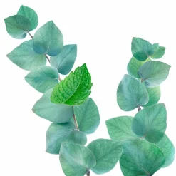 6x Kneipp Douche Scrub Refreshing Mint en Eucalyptus 200 ml