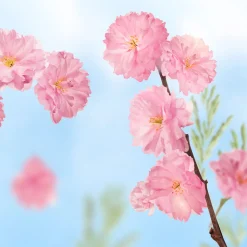 6x Kneipp Favourite Time Douche Foam Cherry Blossom 200 ml